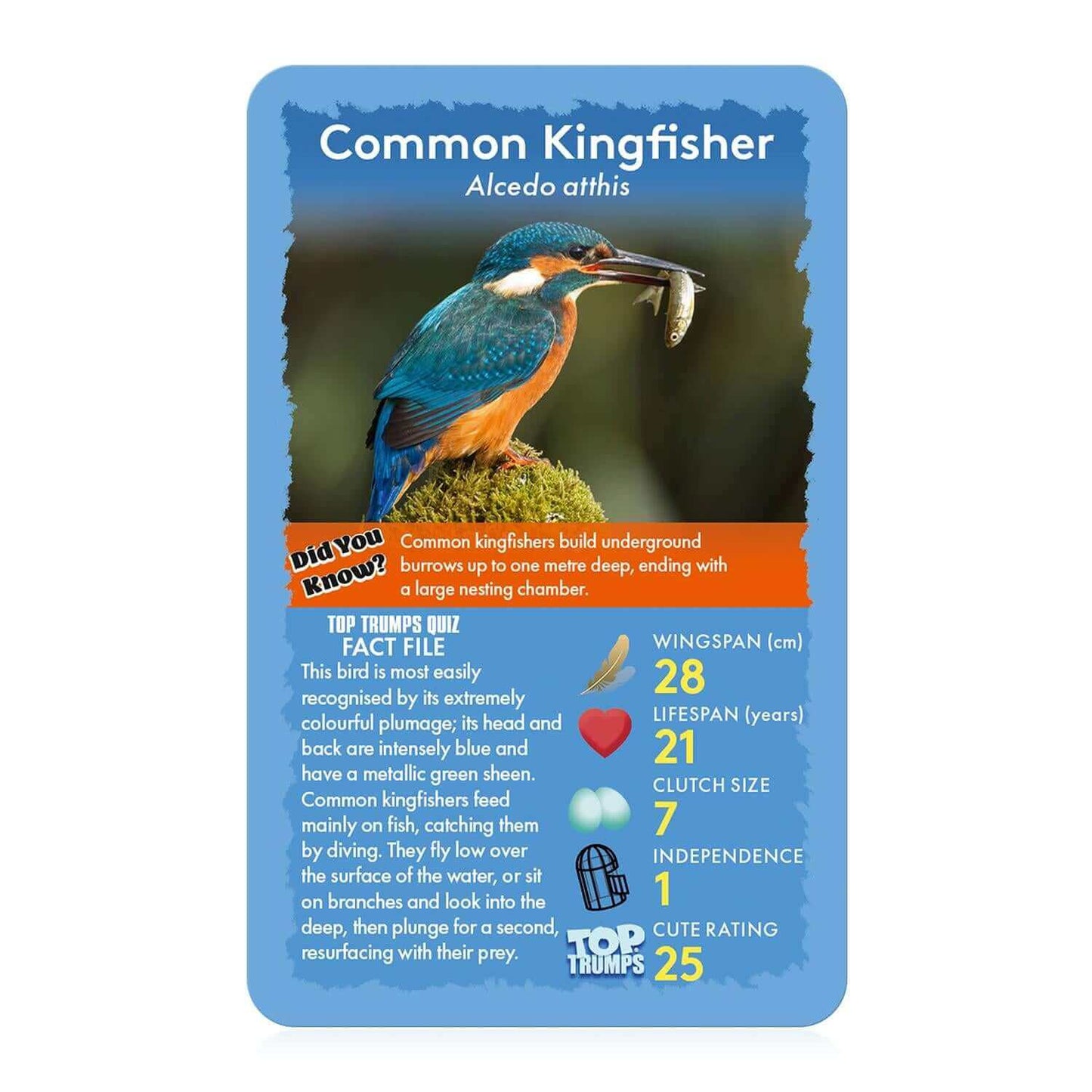 Birds Top Trumps Card Game - Trò chơi thẻ bài giáo dục về các loài chim - Winning Moves - Góc nhìn khác 3