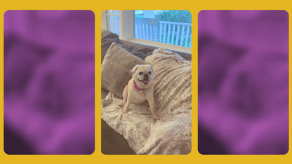 Emotional Support Pet Tennis Ball - Đồ Chơi Banh Tennis Vải Nhung Cho Thú Cưng - Relatable - Góc nhìn khác 3