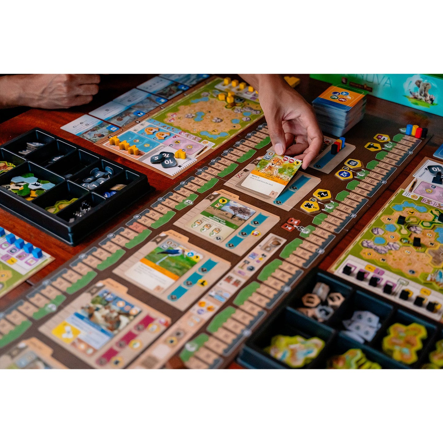 Ark Nova Board Game