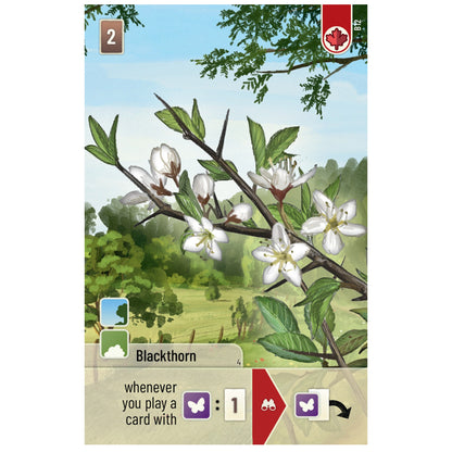 Forest Shuffle: Woodland Edge Card Game Expansion - Bản mở rộng Board game - Lookout Games