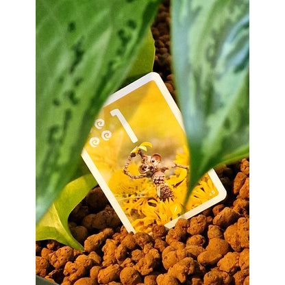 Pixies Card Game - Board Games Thẻ Bài Gia Đình - Pandasaurus